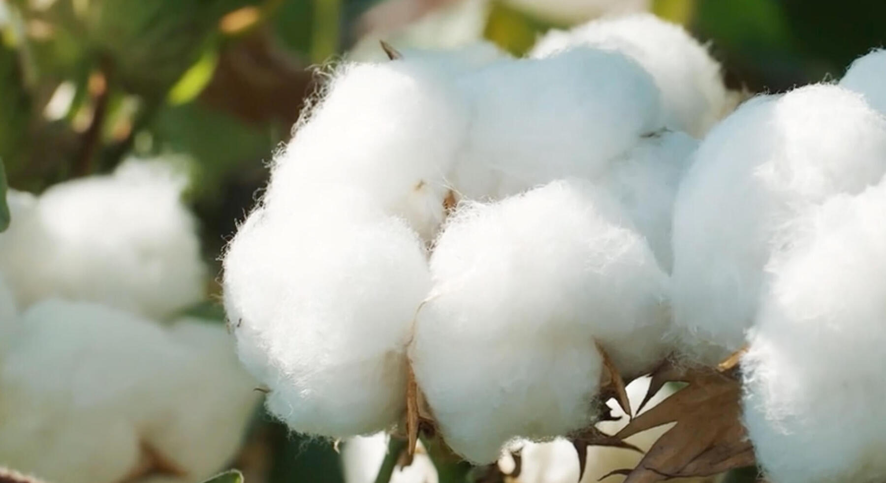 Picture of cotton 
