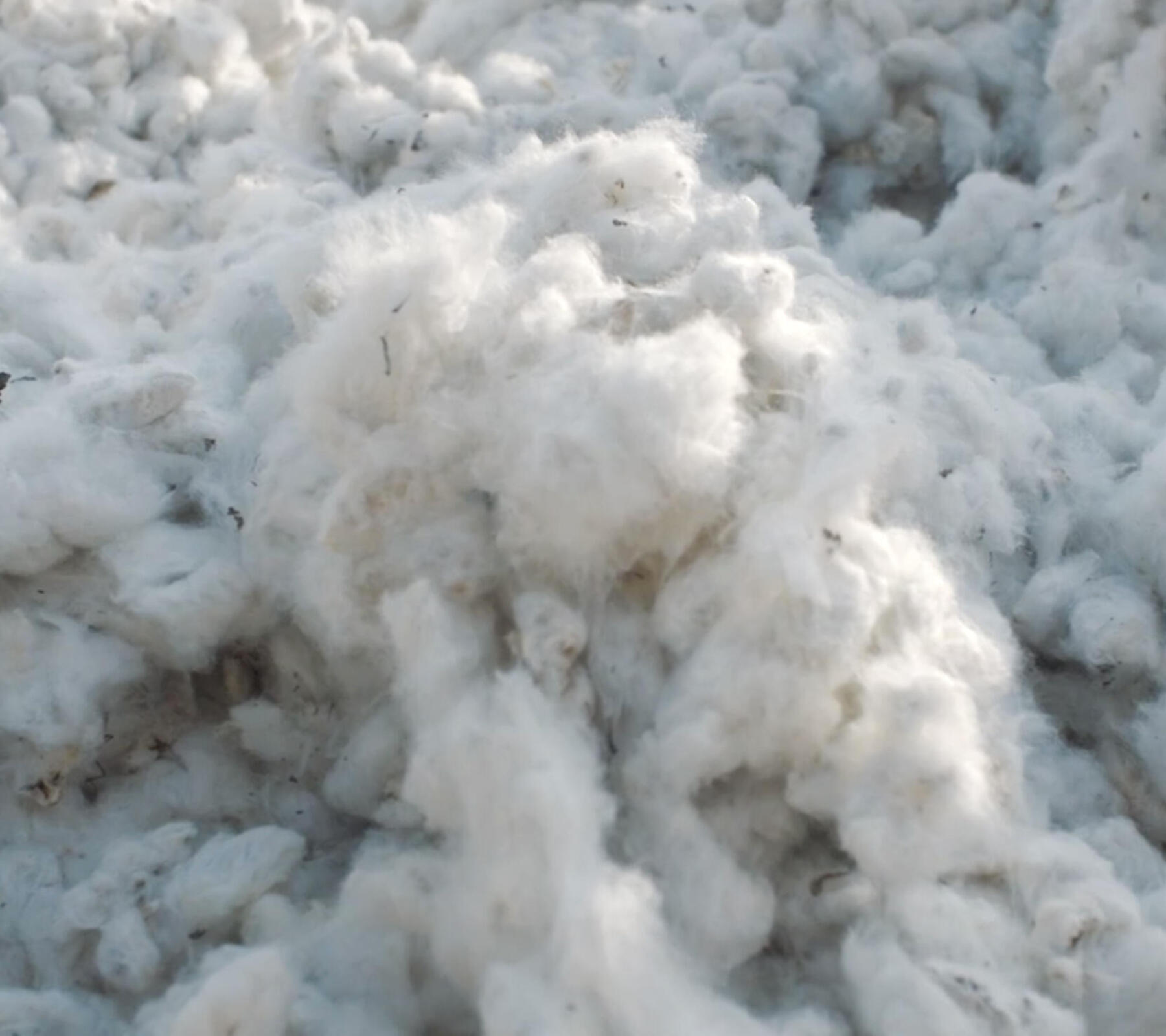 Picture of cotton