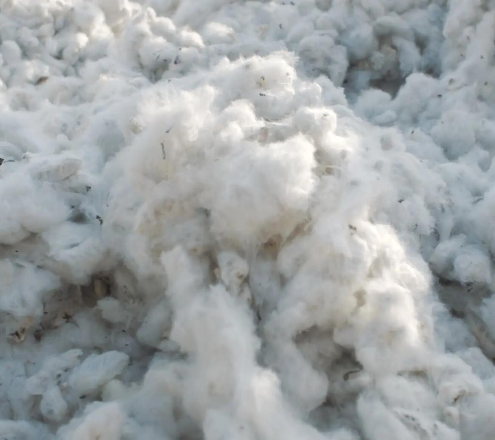Photo de fibres de coton