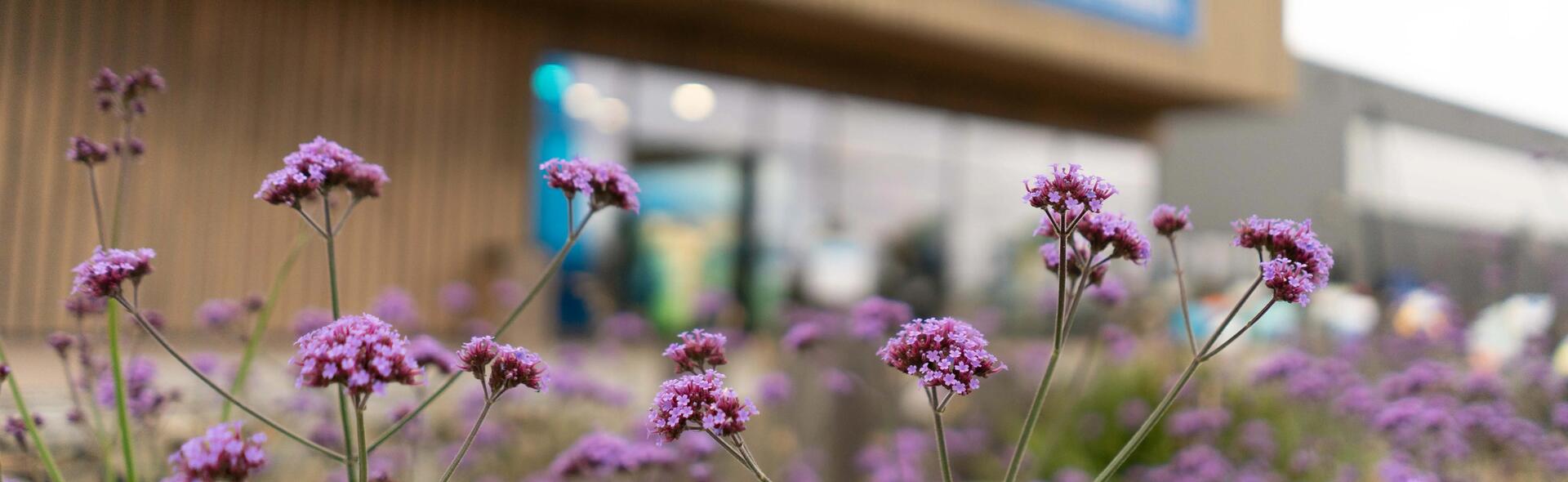 Photo de fleurs devant magasin DECATHLON