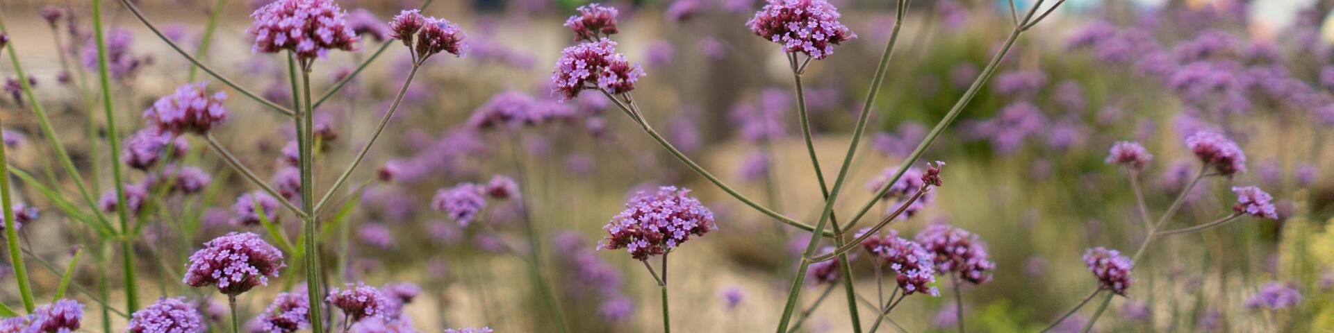 Picture flowers