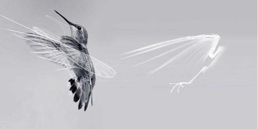 PERFLY LOGO Design intention