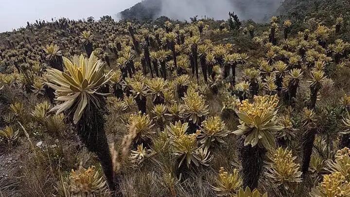 Conozcamos los páramos de Antioquia