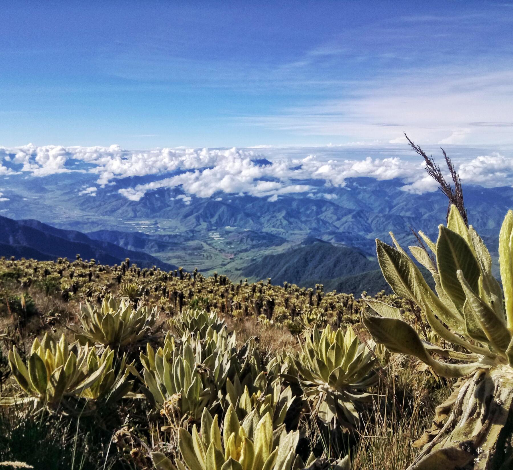El páramo del sol: la montaña más alta de Antioquia 