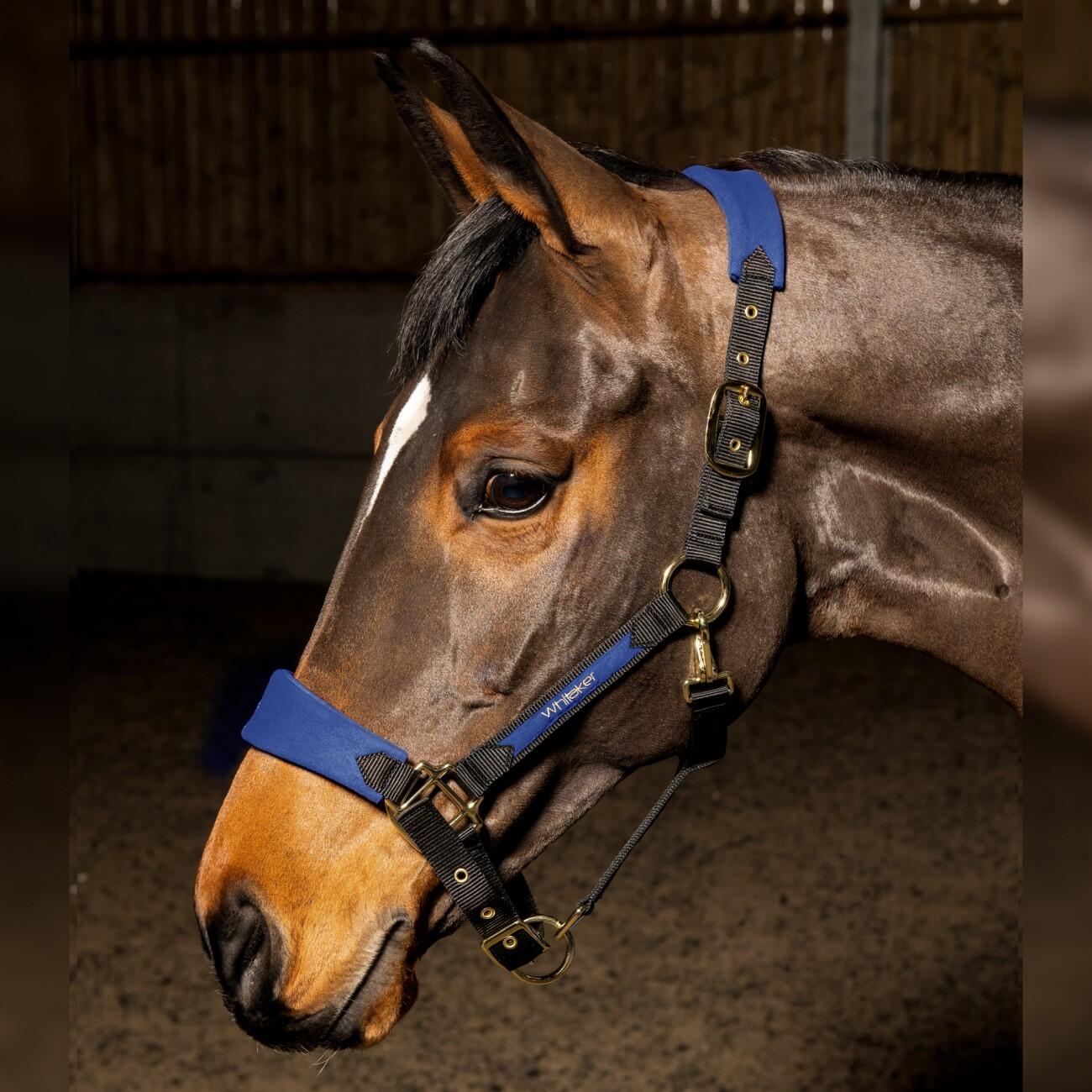 HAREWOOD HEADCOLLAR 1/1