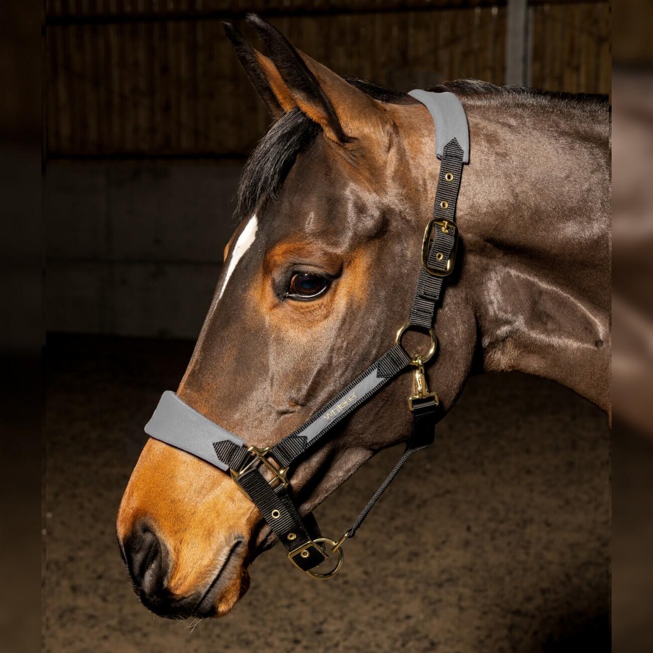 JOHN WHITAKER HAREWOOD HEADCOLLAR