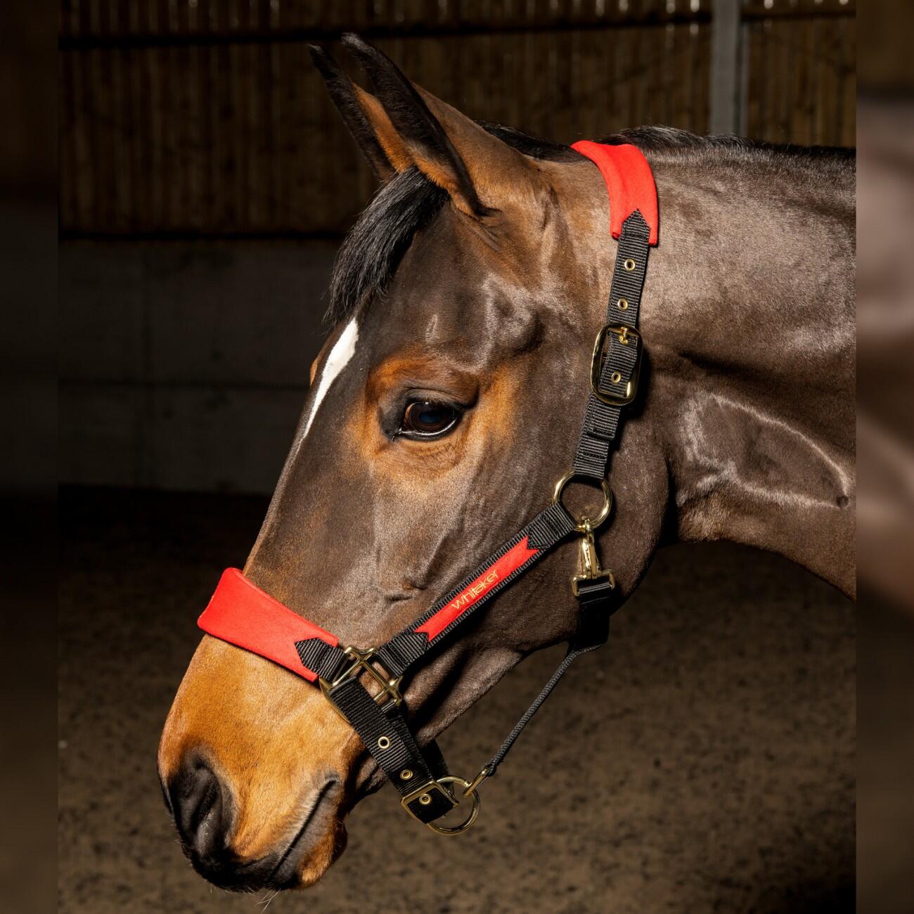 HAREWOOD HEADCOLLAR 1/1