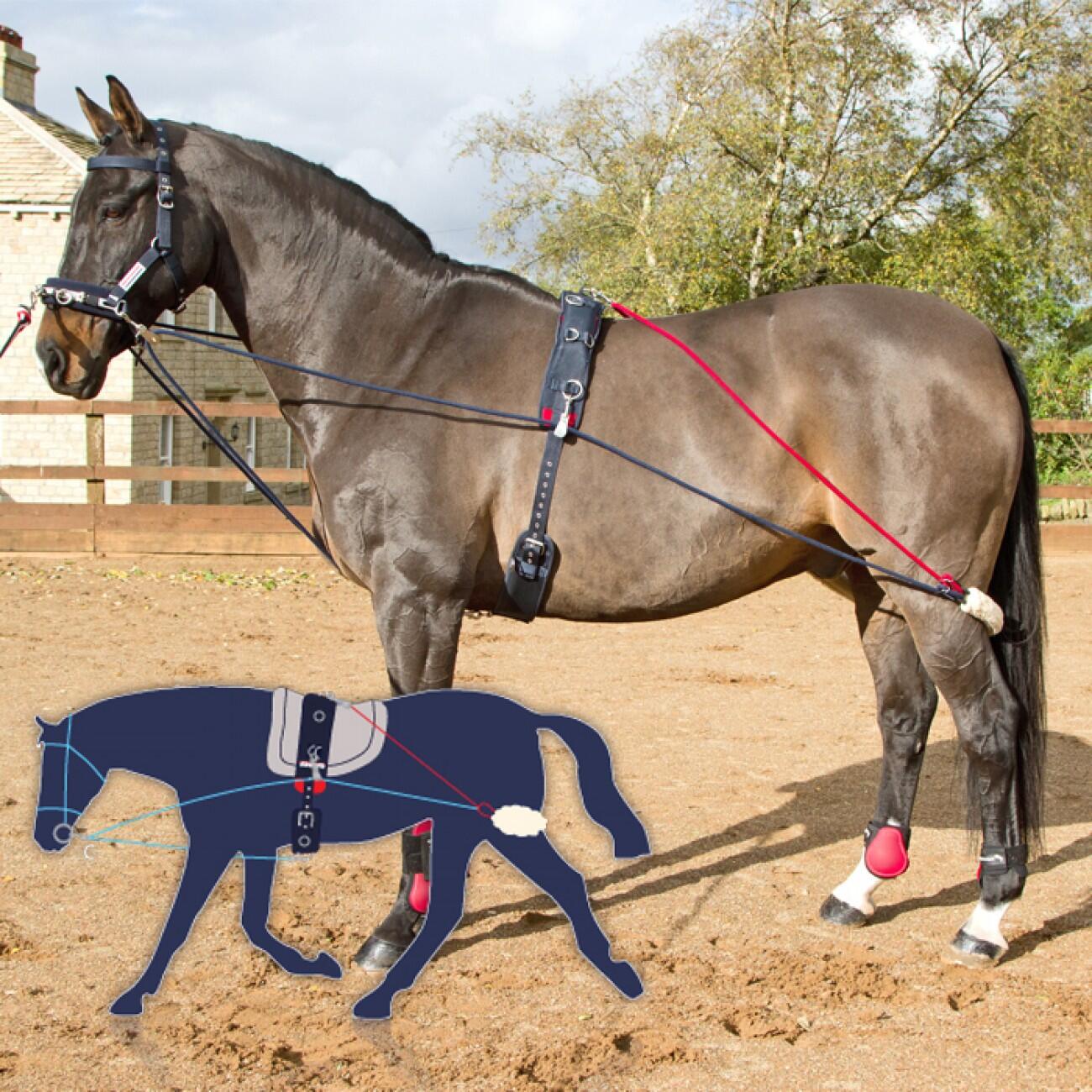 JOHN WHITAKER TRAINING SYSTEM 4/4