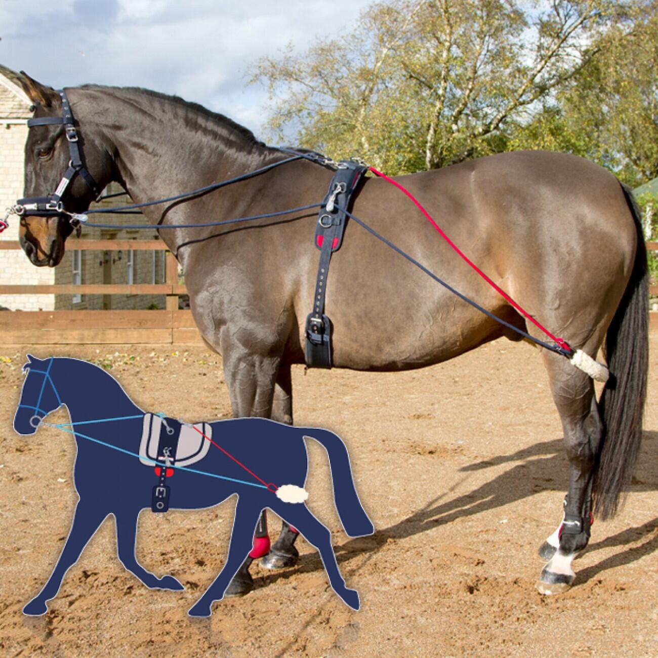 JOHN WHITAKER TRAINING SYSTEM 1/4