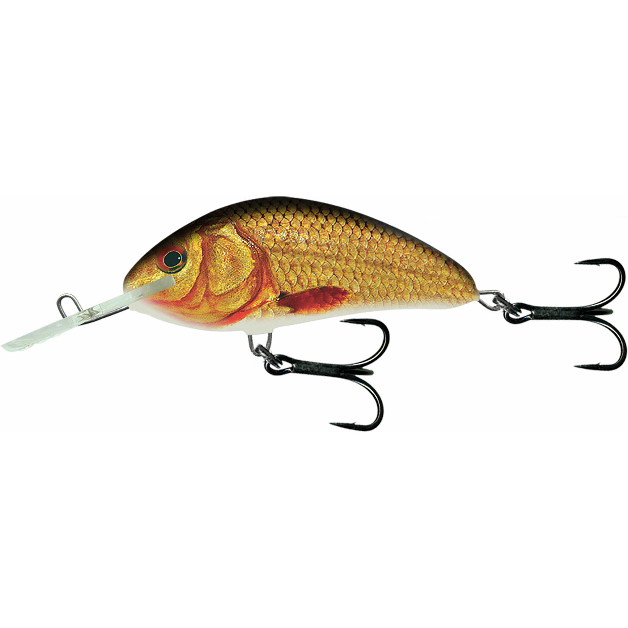 SALMO picture