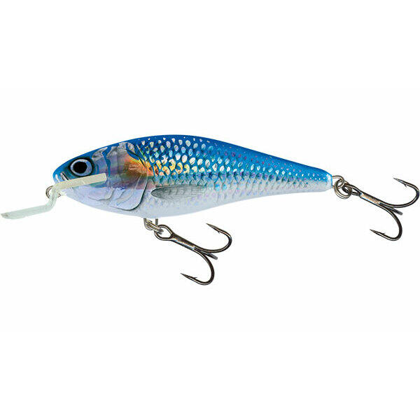SALMO picture