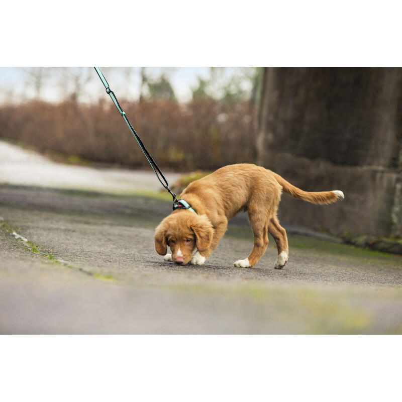 Solid Dog Leash - Turquoise