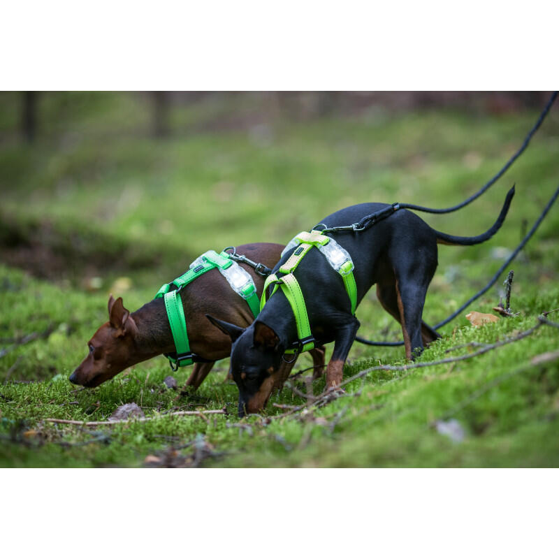 Pet Neon Light Y-Harness - Yellow