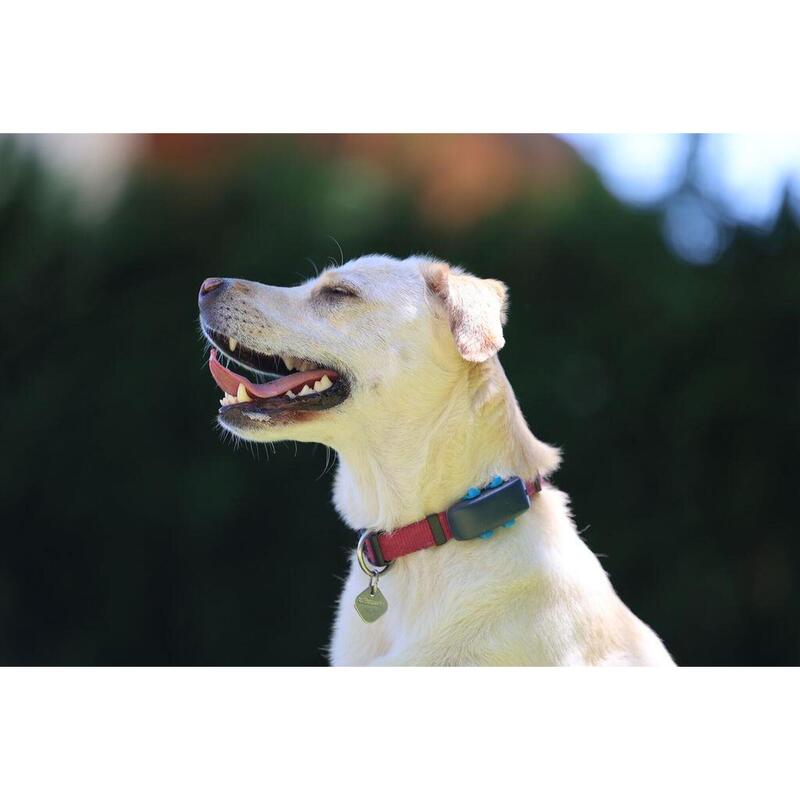 Tractive GPS DOG 4 - collier GPS pour chien avec suivi d'activité - Bleu Nuit