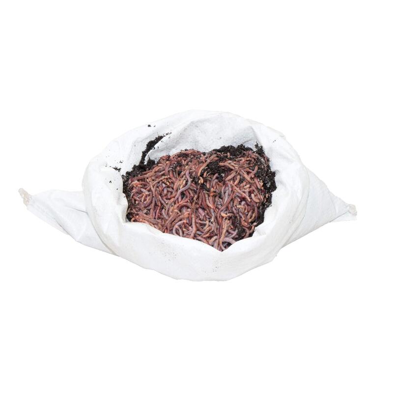 Riesen-Rotwürmer / Dendrobena - 0,5 kg Mini-Mix (ca. 750 Stück)