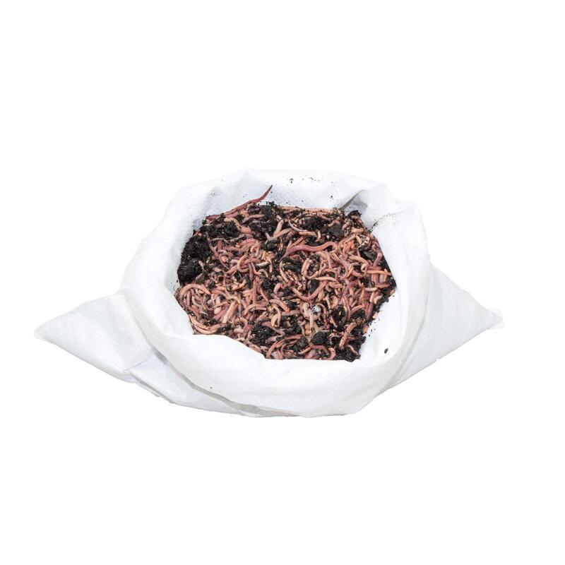 Riesen-Rotwürmer / Dendrobena - 1 kg Mix