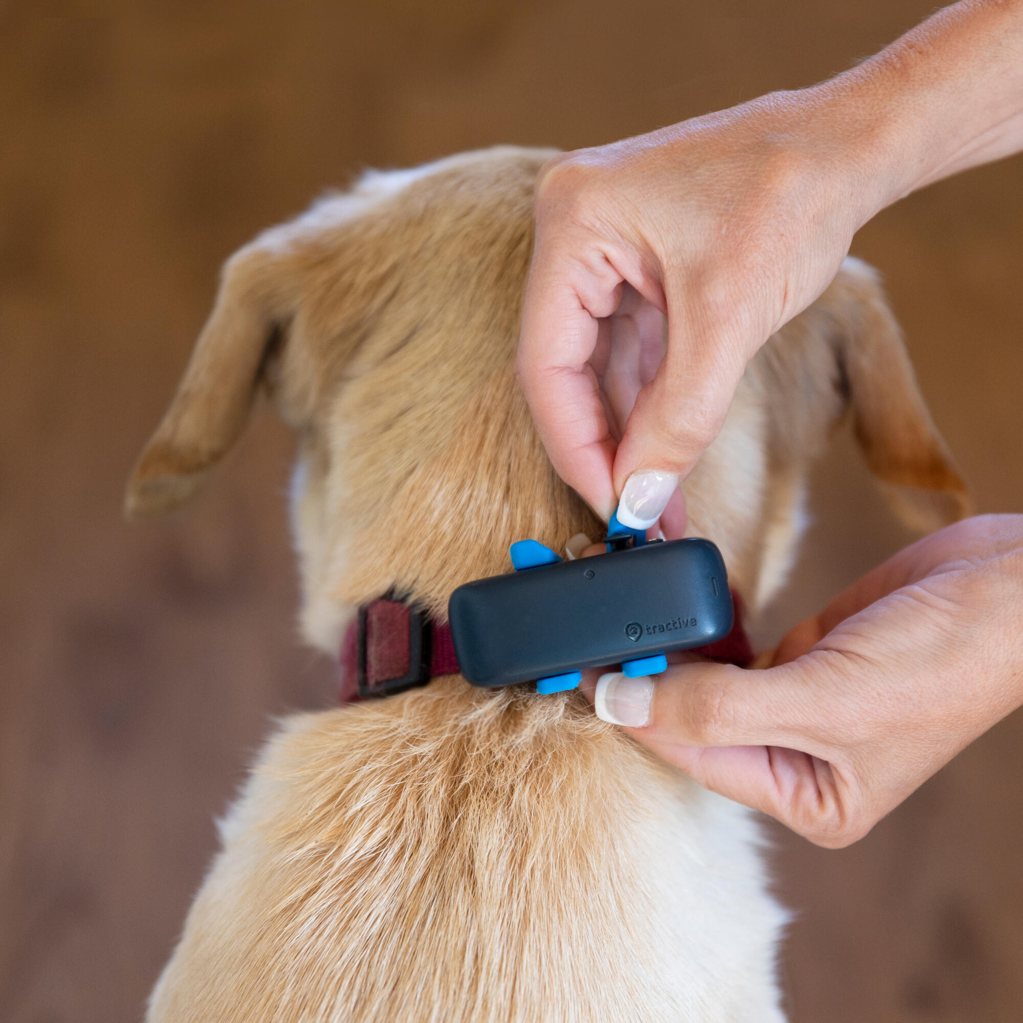 TRACTIVE Localizador para perros con Seguimiento de Actividad XL