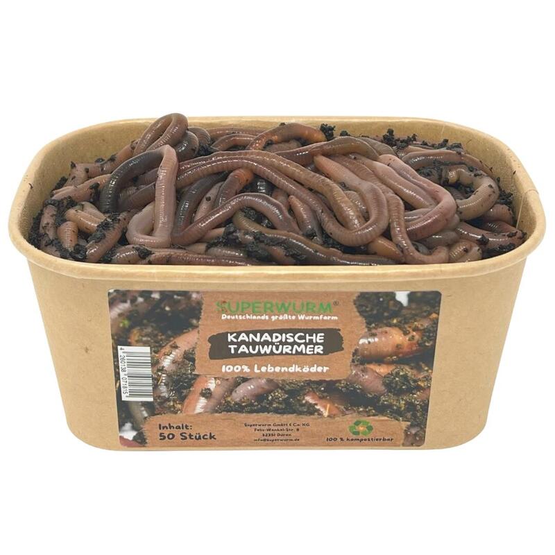 50 Stück Kanadische Tauwürmer | 100% kompostierbare Köderdose