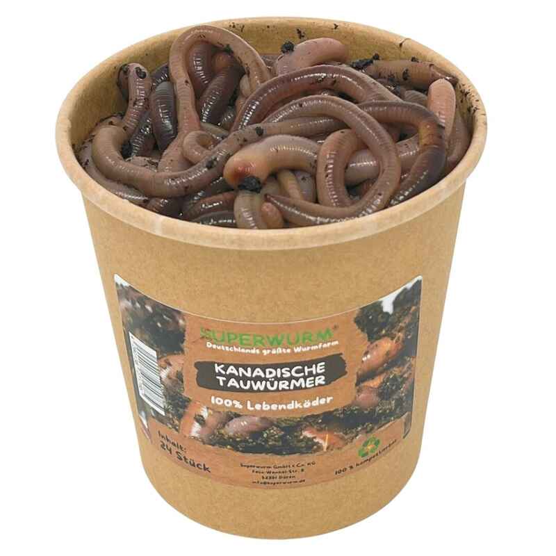 24 Stück Kanadische Tauwürmer | 100% kompostierbare Köderdose
