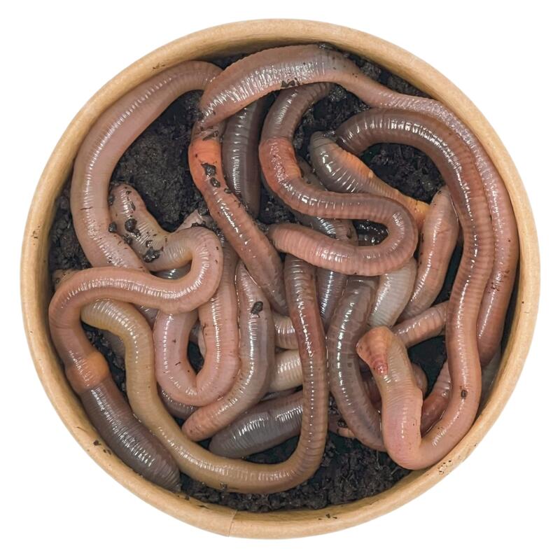 10 Stück Kanadische Tauwürmer | 100% kompostierbare Köderdose