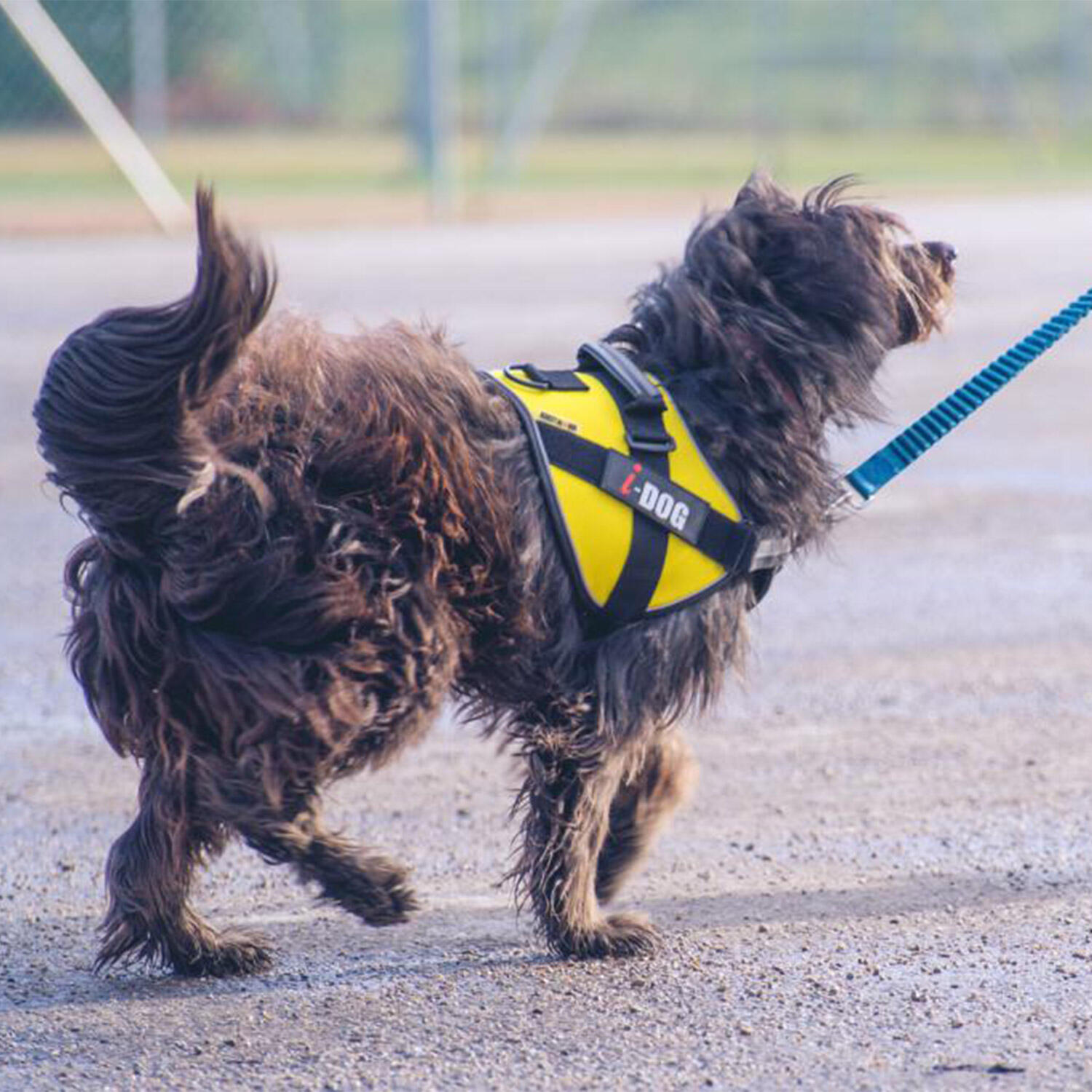Harnais NeoCITY I-DOG Coloris Gris 2/4