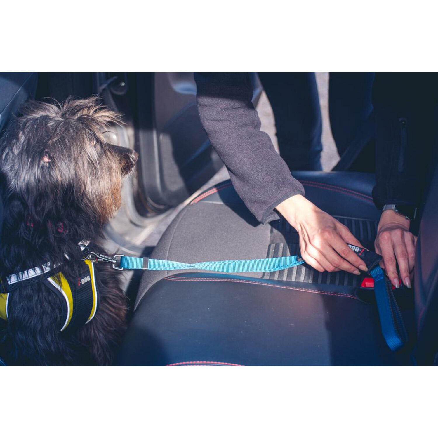 Car safety buckle comfort dog leash I-DOG 3/3