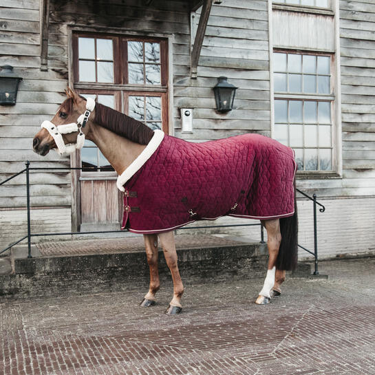 Coperta di presentazione per cavalli Kentucky Velvet 160 g 2/5
