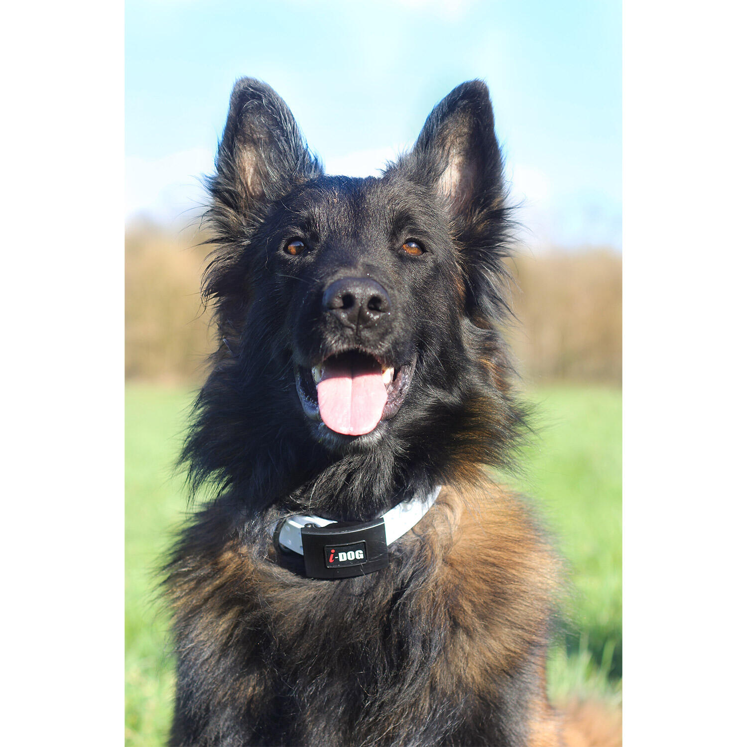 Hundehalsband I-DOG Premium 3/3
