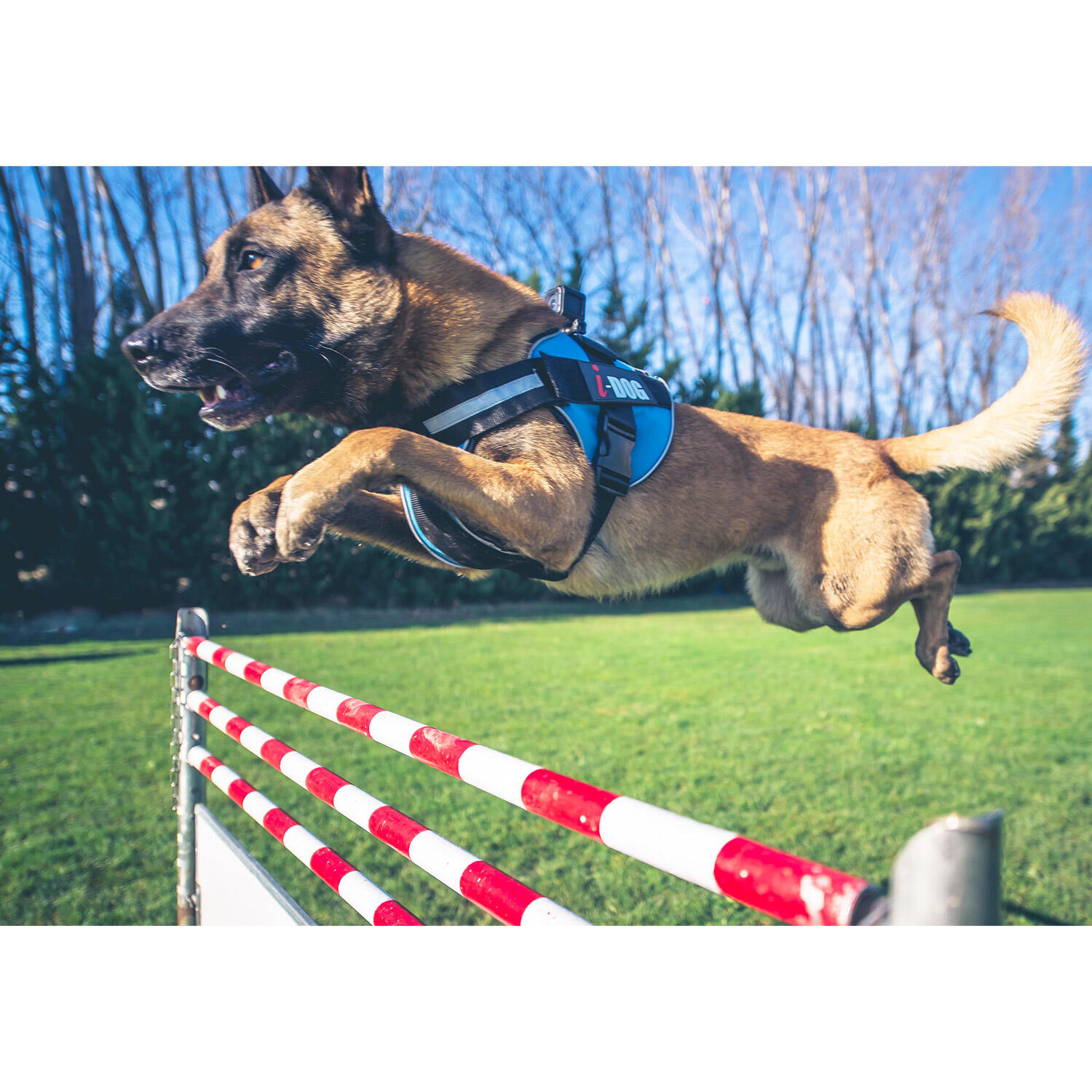 Harnais NeoCAM I-DOG Coloris Gris 4/5