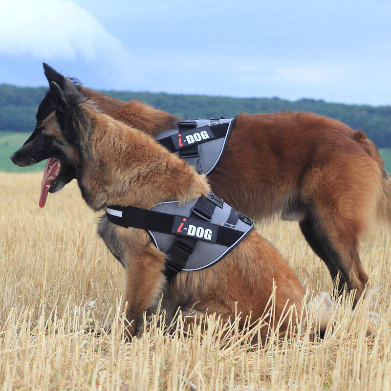 Harnais NeoCAM I-DOG Coloris Bleu et Gris