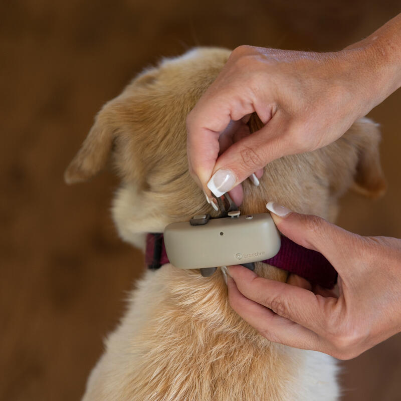 Tractive GPS DOG 4 - collier GPS pour chien avec suivi d'activité - Café