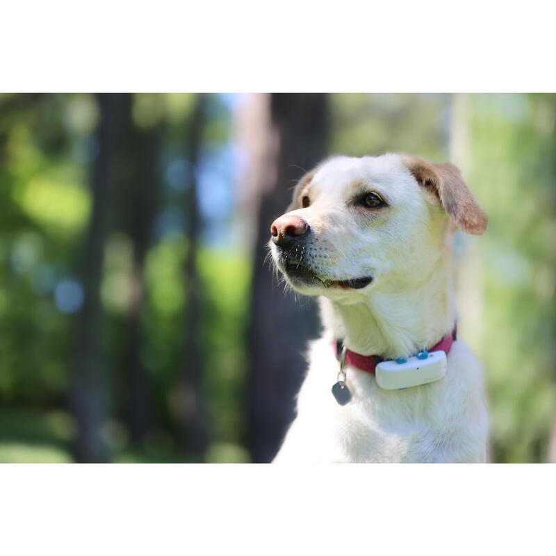 Tractive GPS DOG 4 - collier GPS pour chien avec suivi d'activité - Blanc Neige