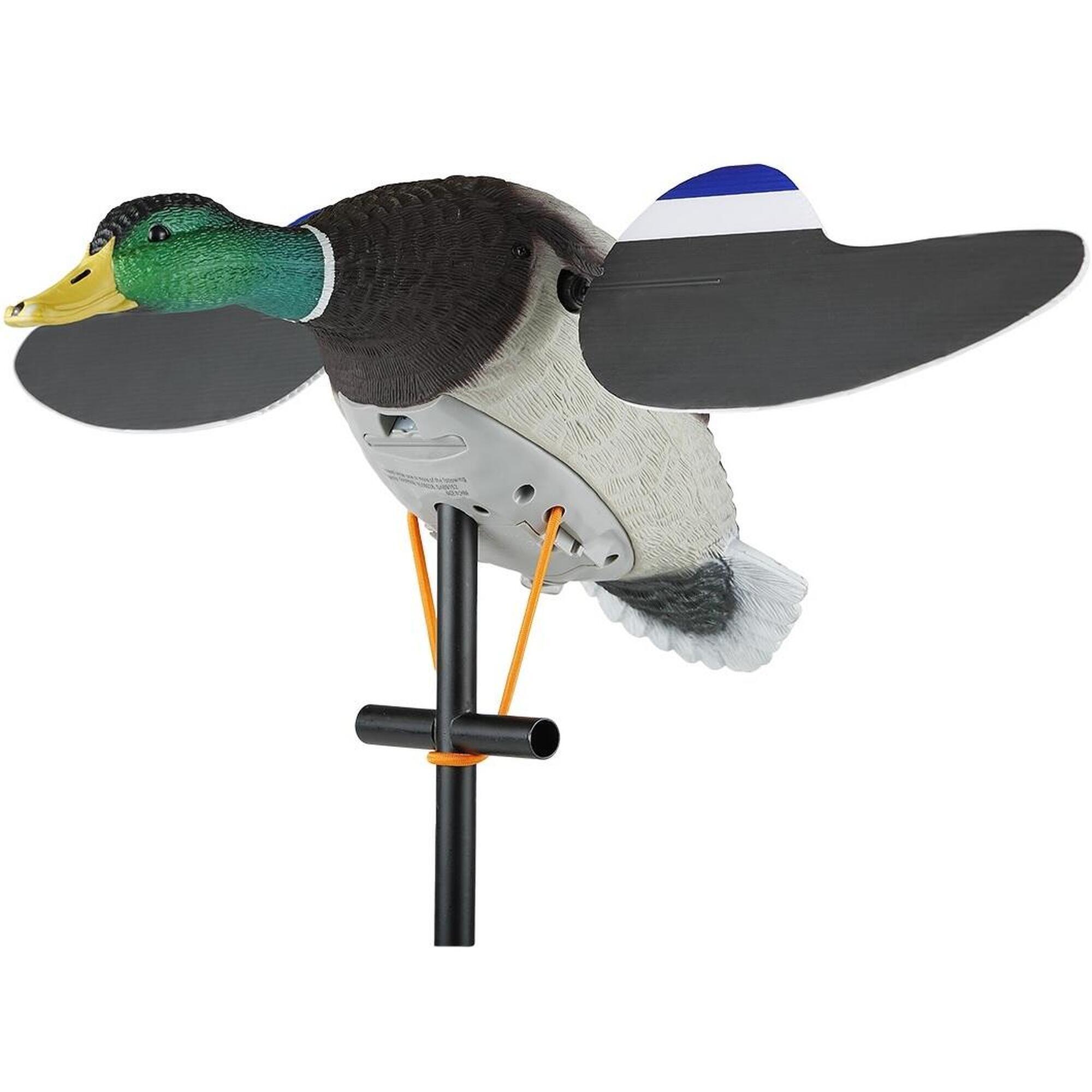 LUCKY DUCK picture