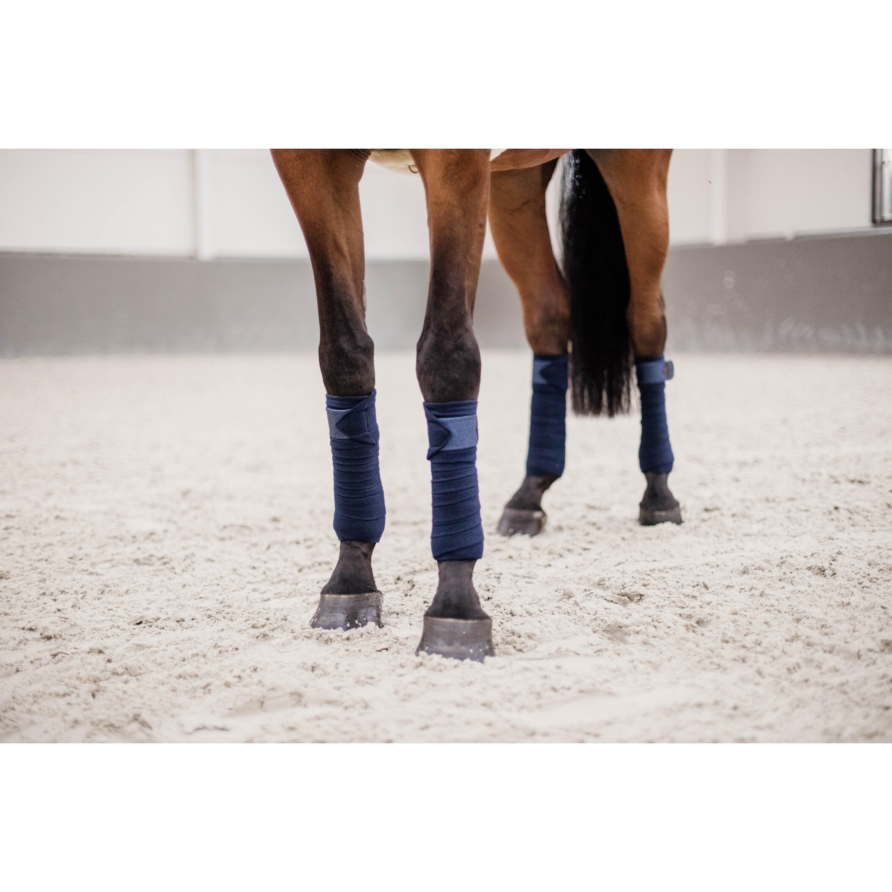 Bandes de polo Glitter - Kentucky 3/7