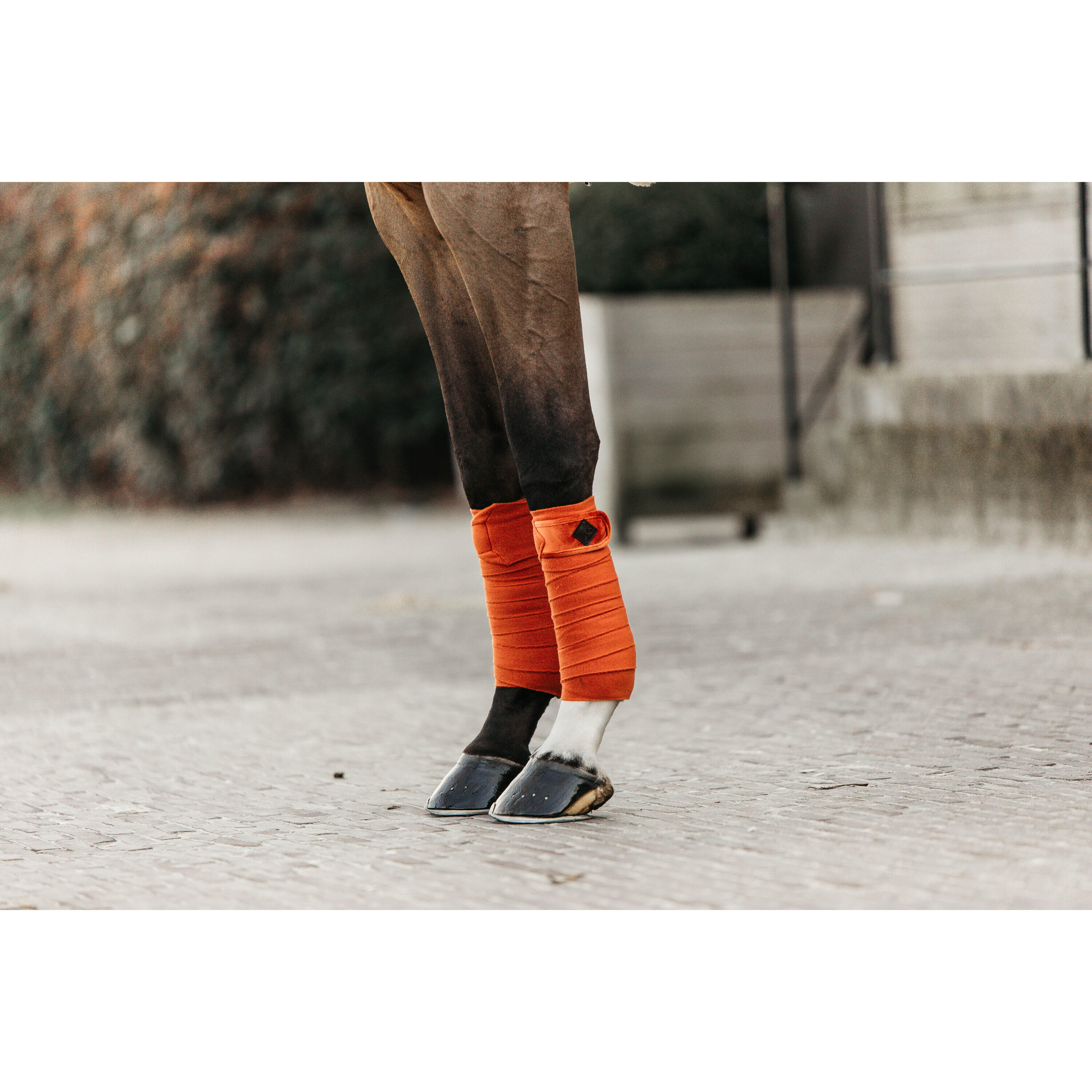 Bandes de polo Velvet  - Kentucky 2/7