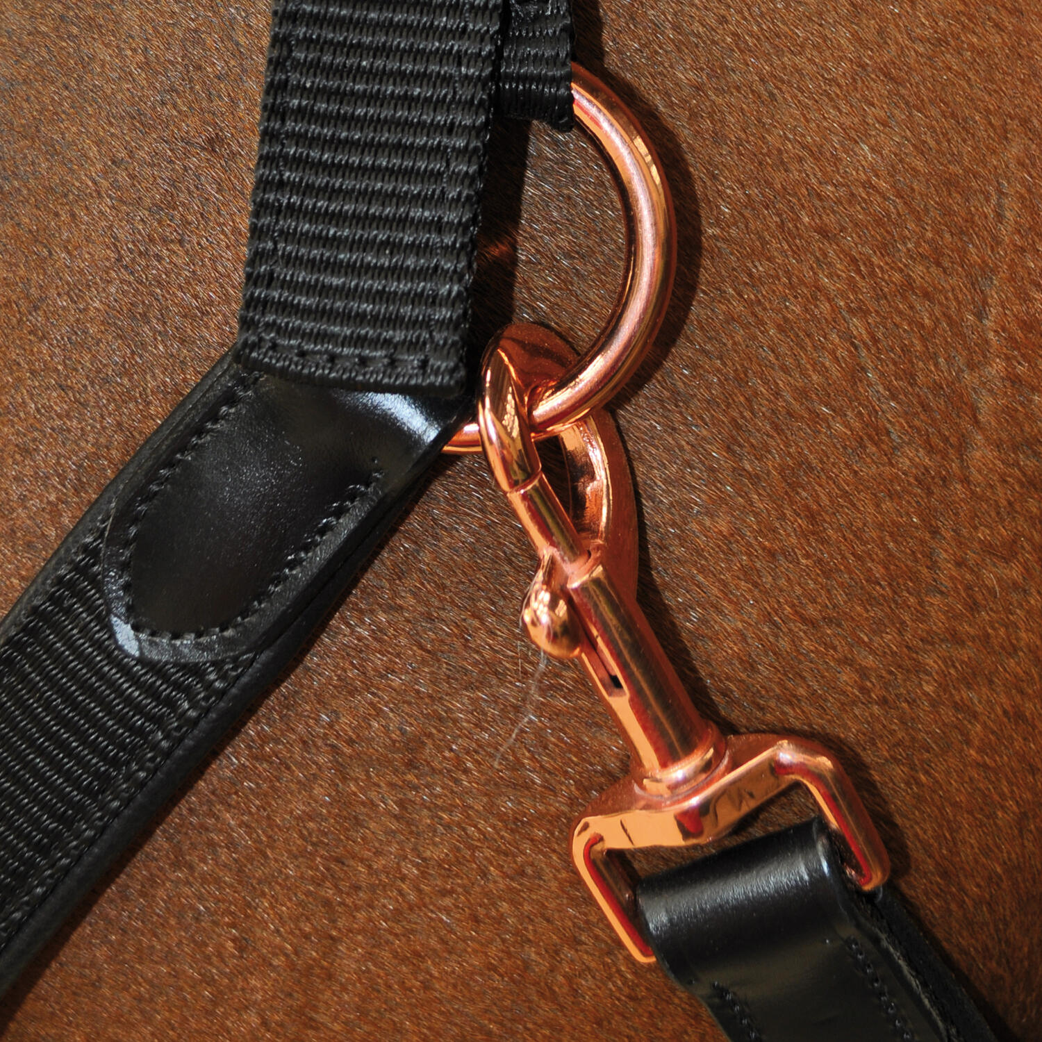 Licol nylon/cuir Flags&Cup 3/3