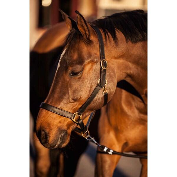 Licol cuir pony Kerbl eco 3/4