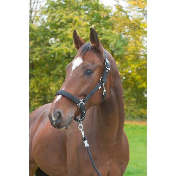 Licol avec doublure polaire shetty Kerbl Dexter 2/3