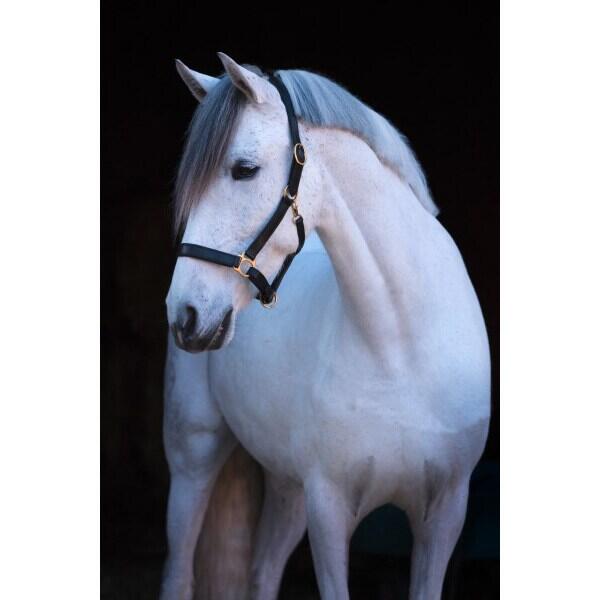 Licol cuir cob Kerbl eco 3/5