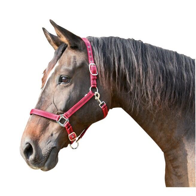 Licol pony 2 réglages Kerbl mustang 2/3