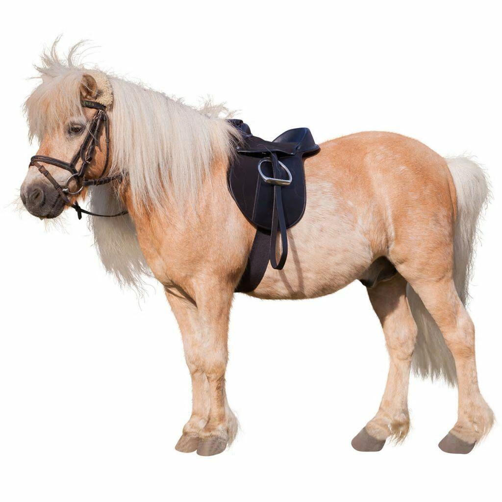 Bardette équipée Kerbl economy pony 2/3