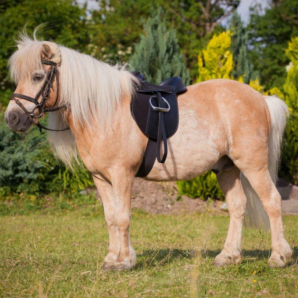 Bardette équipée Kerbl economy pony 3/3