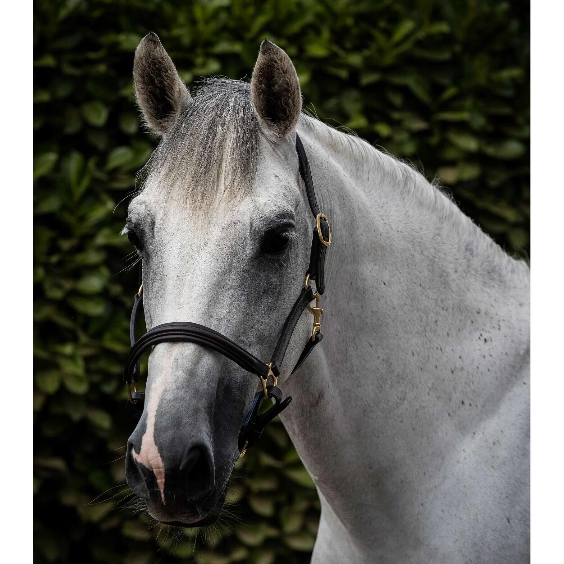 Gepolstertes Halfter aus Leder Premier Equine 2/4