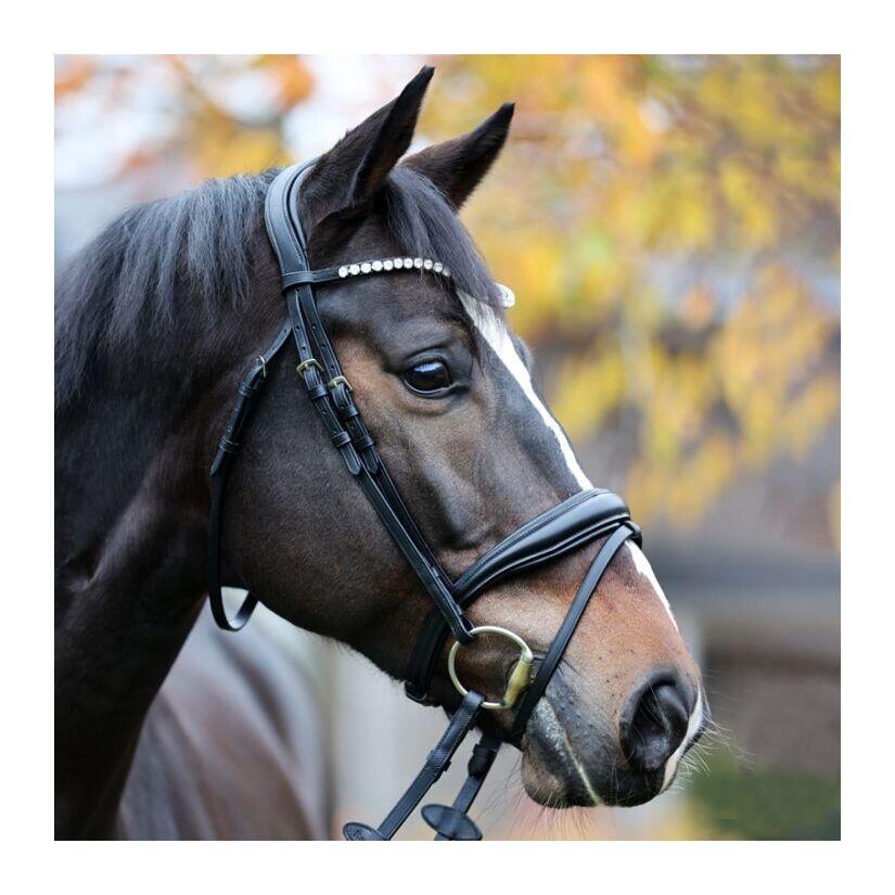 English-combined riding halter Kavalkade Juliana KavalSH9
