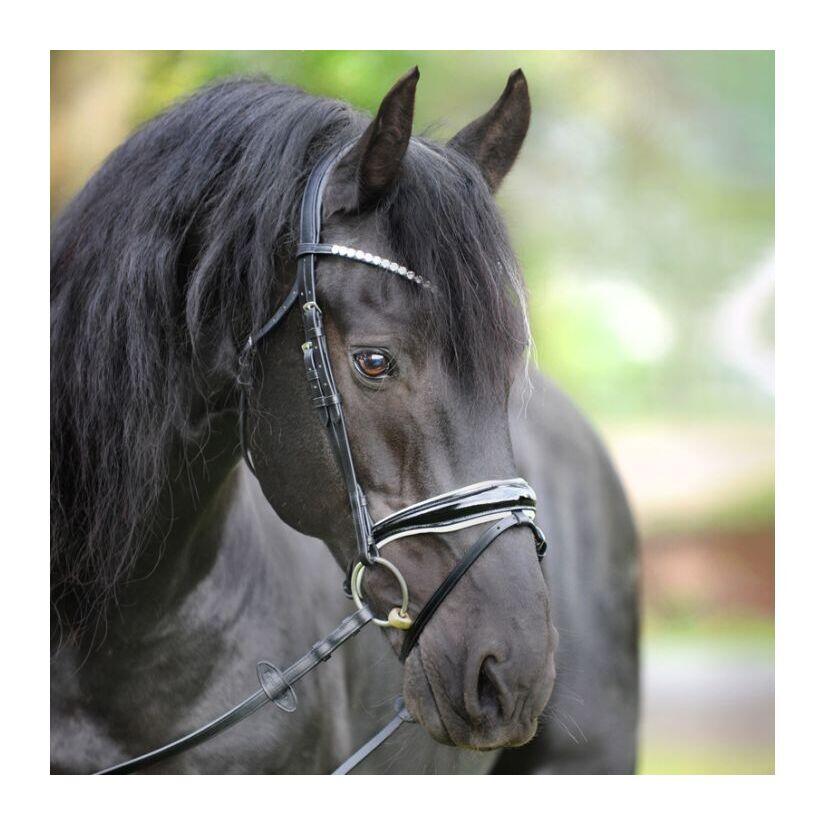 English-combined riding halter Kavalkade Juliana KavalSH8