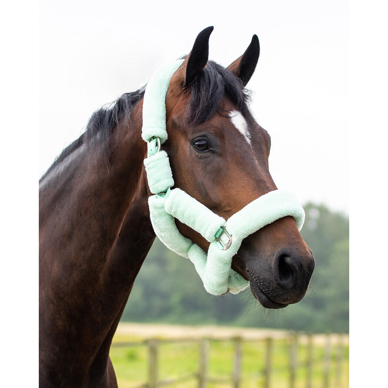 Halster voor paarden QHP Alaska 2/3