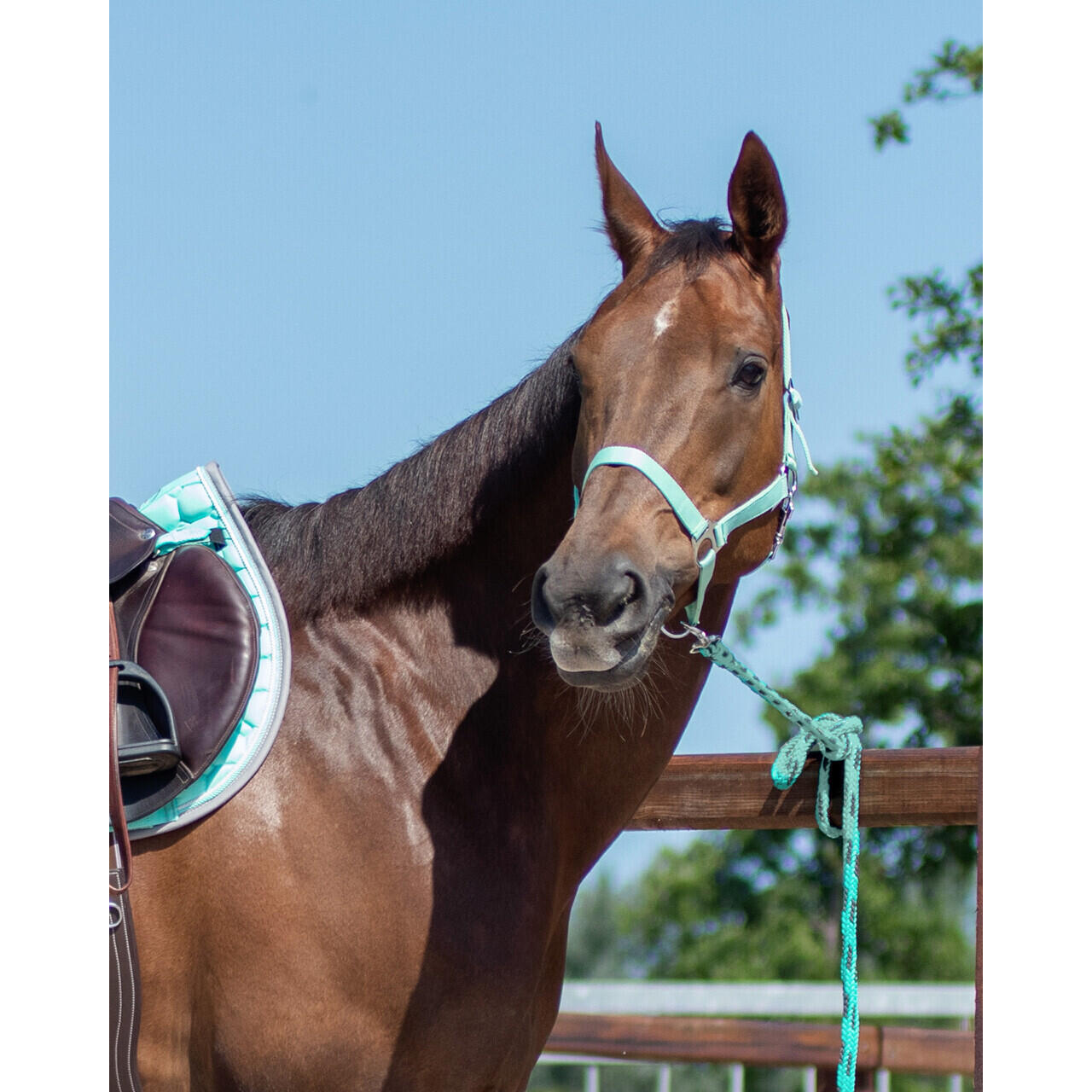 Licol pour cheval avec glissière Q-essentials 2/5