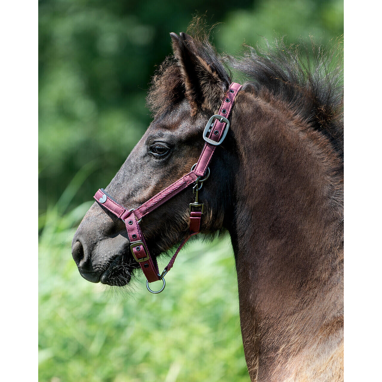 Cavezza per puledro QHP Lily 4/4