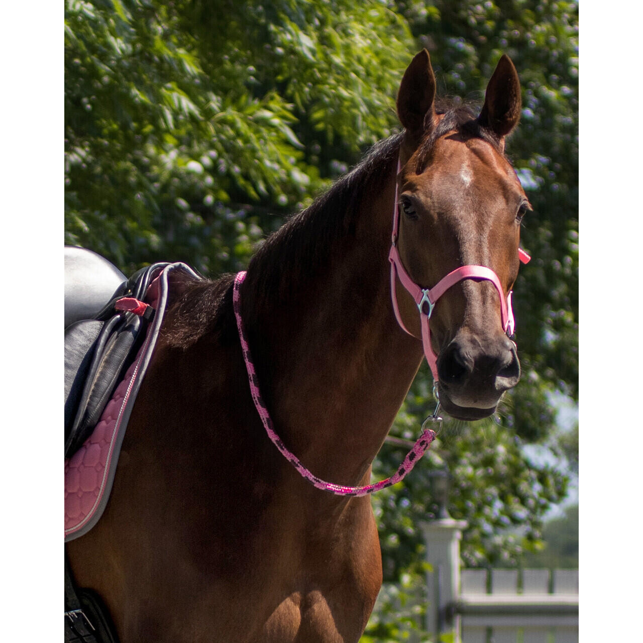Licol pour cheval avec glissière Q-essentials 2/5