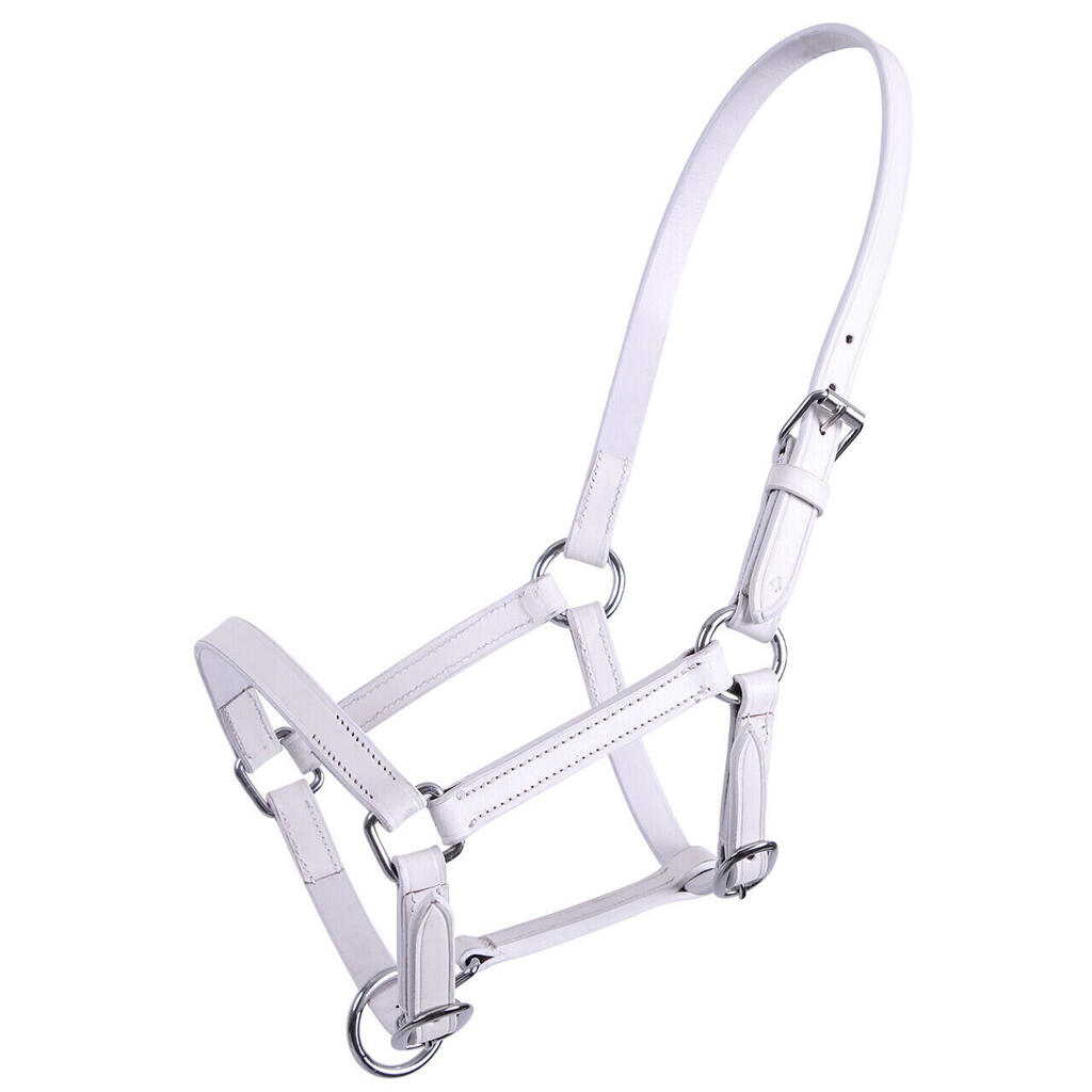 Leather foal halter Q-essentials Chico